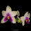 Thumbnail: buy phalaenopsis bellina var coerulea orchid online