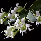 sobennikoffia humbertiana orchid care key