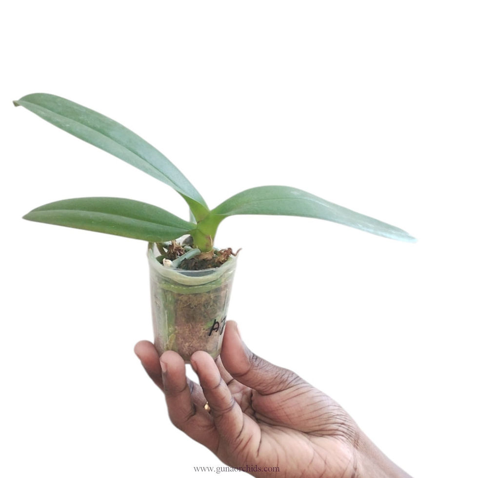 Thumbnail: buy phalaenopsis allura 'caramba' orchid plant online