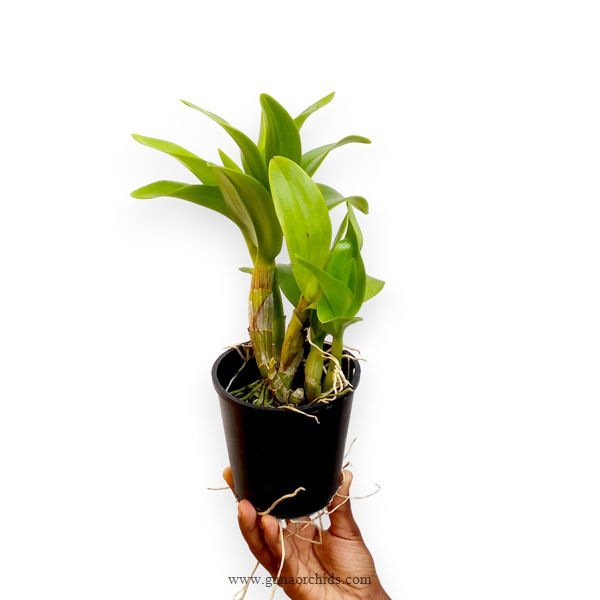 Thumbnail: Dendrobium Burana Gold BS