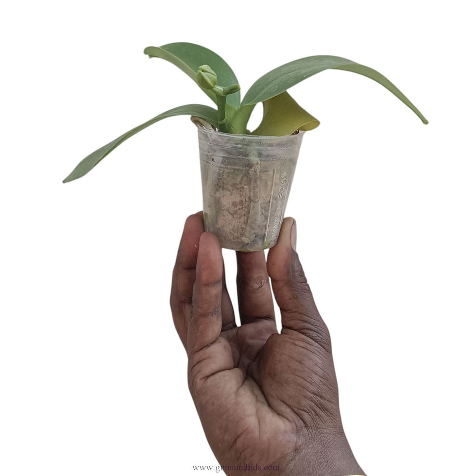 Thumbnail: buy phalaenopsis allura 'sanguinello' orchid plant online