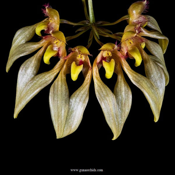 Thumbnail: buy bulbophyllum annandalei orchid online