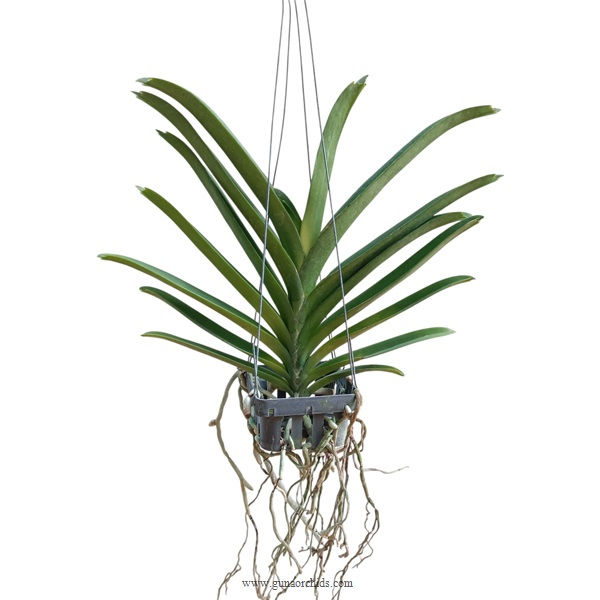 Thumbnail: buy vanda taveesuksa orchid plant online