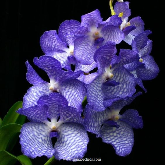 buy vanda coerulea orchid online