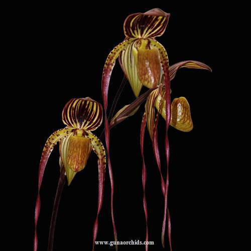 Thumbnail: buy Paphiopedilum Volcano Goddess orchid online