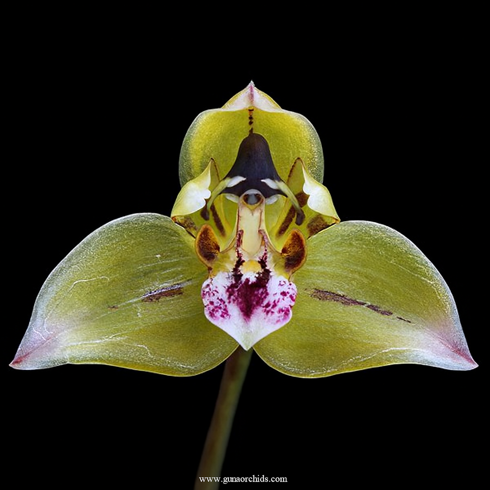 buy thecopus maingayi orchid online