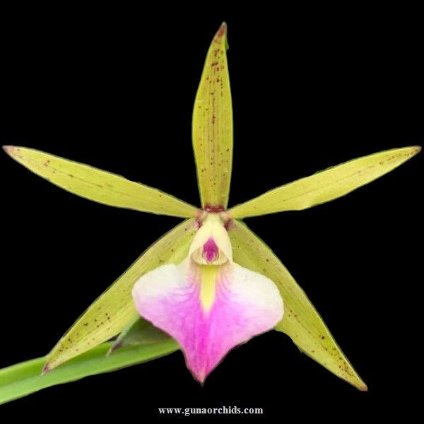 buy brassocattleya jairak space orchid online