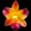 buy cattleya flame fairy orchid online