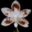 Thumbnail: buy phalaenopsis speciosa 'spot' orchid online