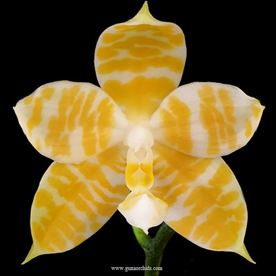 【超レア】san 「flor y fiesta,zaragoza」 Phalaenopsis KS Super Zebra for sale - HappyForestStore