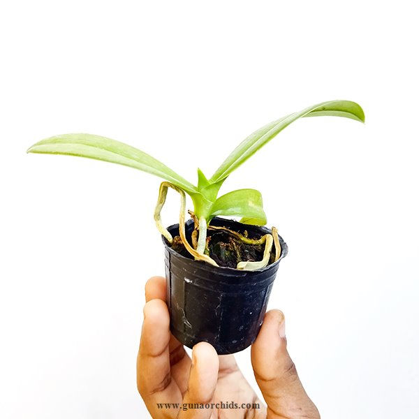 buy phalaenopsis maculata orchid plant online