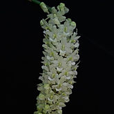rhynchostylis retusa alba orchid care key