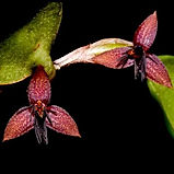 epicranthes haniffii orchid care key