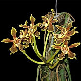paraphalaenopsis labukensis orchid care key