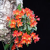 sophronitis cernua orchid care key