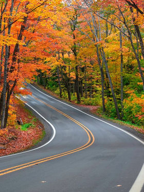 Tunnel of Trees.jpg