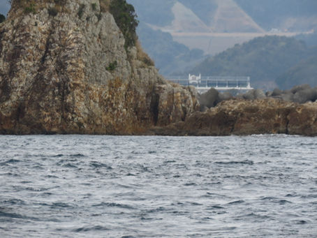 Kyushu Gulling and Sailing: Part IV of our Winter Trip to Japan, January 2024
