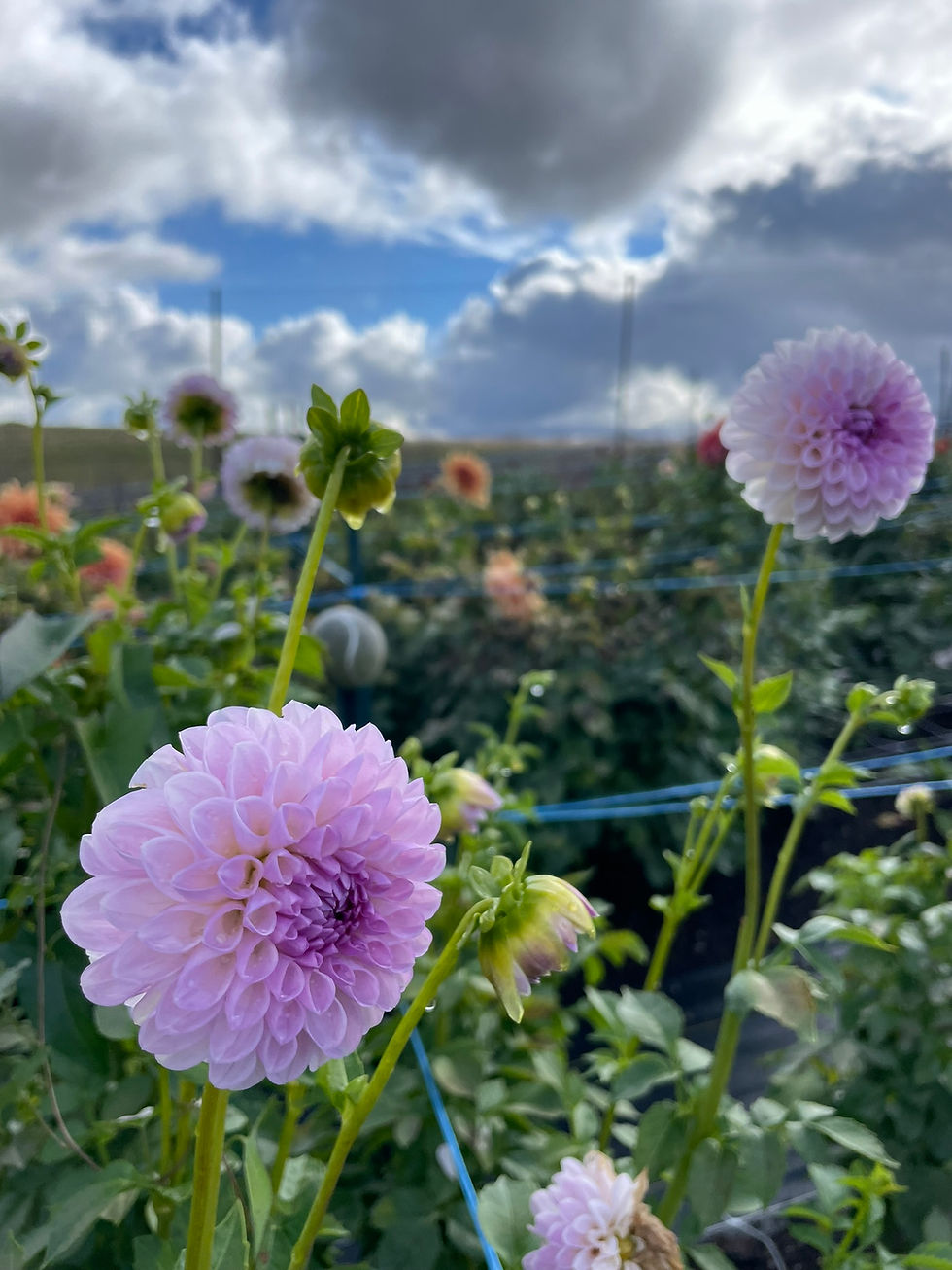 Thumbnail: Megan Dean Dahlia