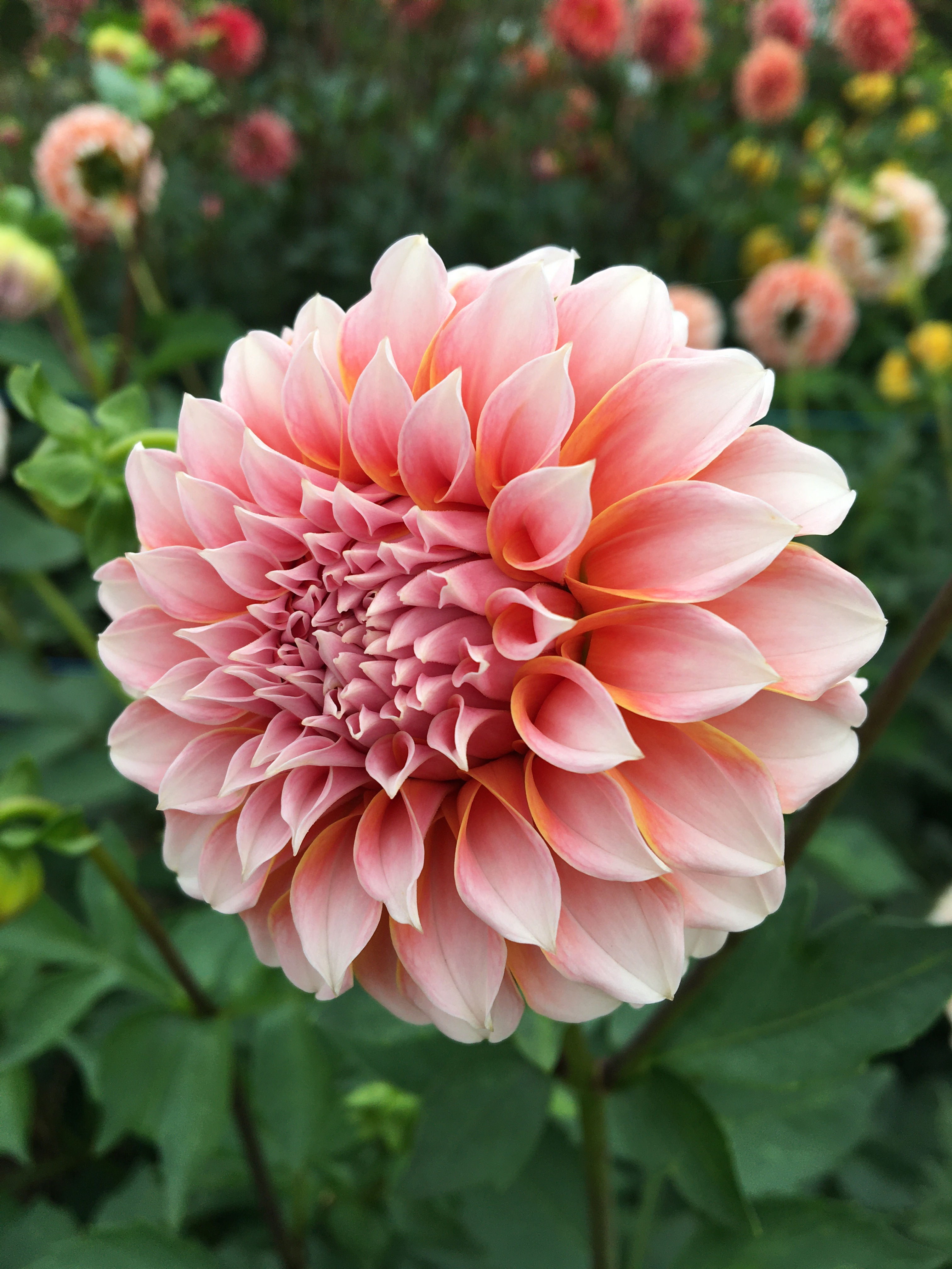 Peaches 'n' Cream Dahlia - 5 Pack