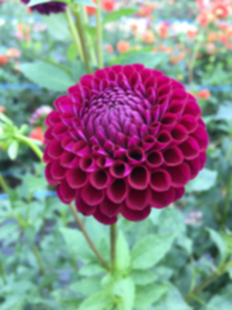 Downham Royal Dahlia