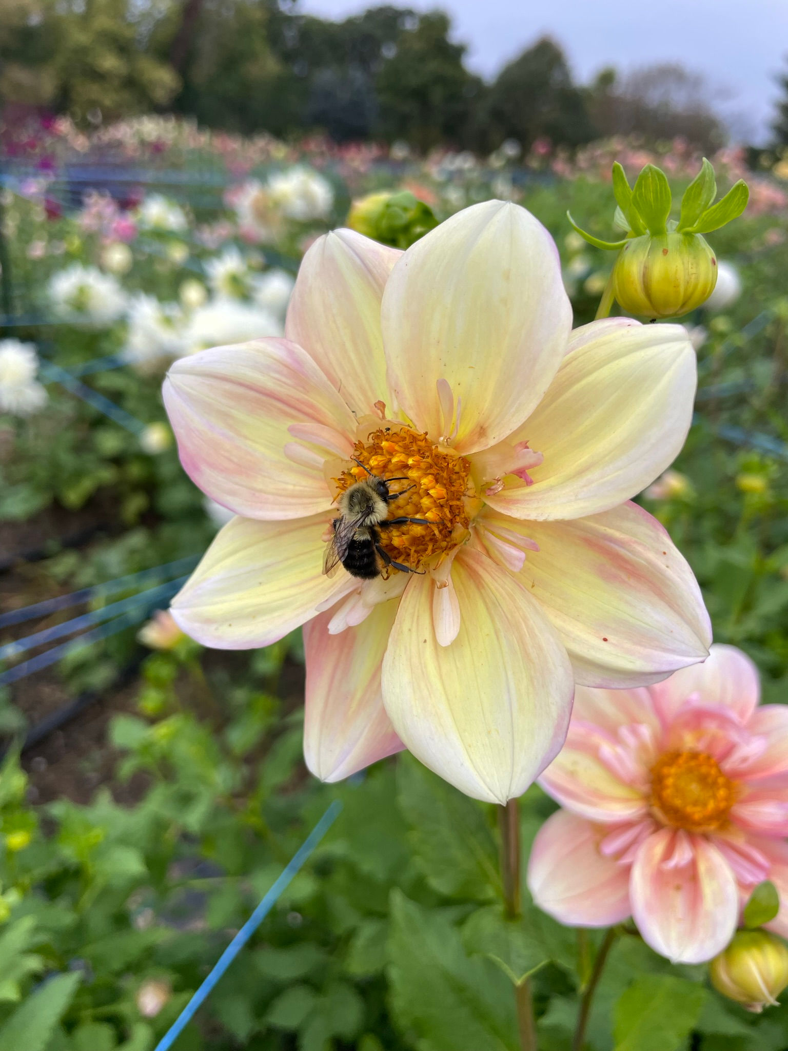 Apple Blossom Dahlia