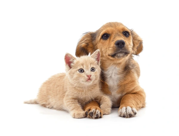 Puppies/Kittens Plan