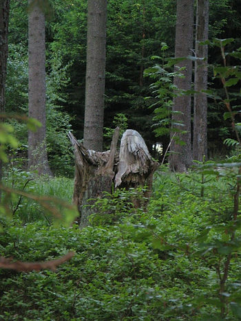 In the forest near my former Czech home