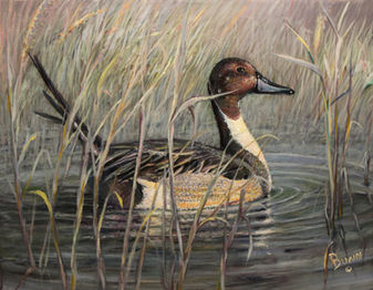 Pintail Duck