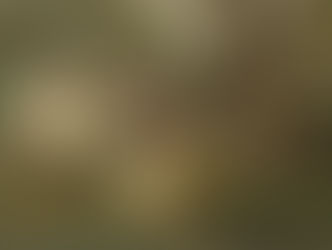 Vision by Wendell Berry