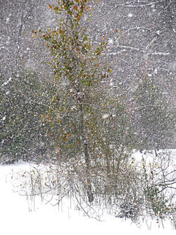 Still Clinging to Life