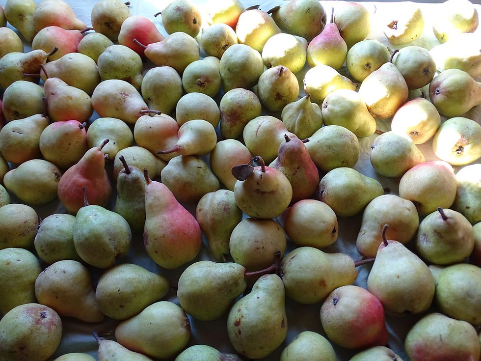 Poires