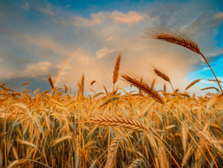 The Ancient Story Simmering in Your Kitchen