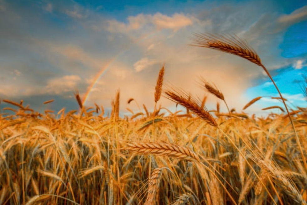 The Ancient Story Simmering in Your Kitchen