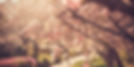 sunshine and blossom.jpg