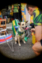 Cachorro com lenço verde em meio a campanhas esportivas.