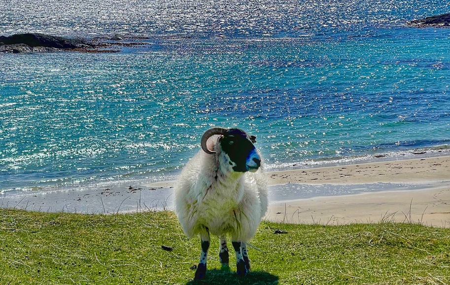 Sheep at Northton