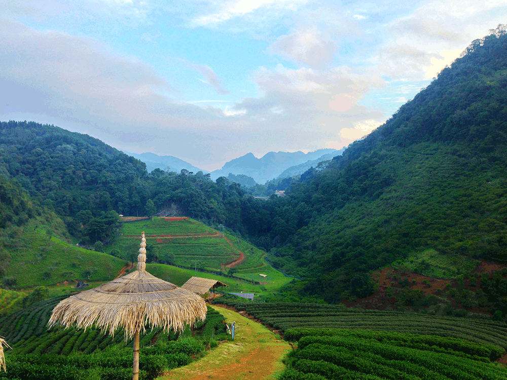 Bioherby Organic Green Tea Field.