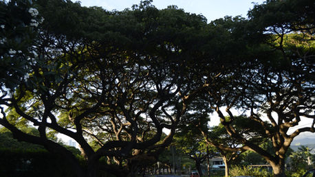 Urban trees cool cities, but climate stress exposes gaps in static inventories. greehill explains why mature canopy matters and how cities manage trees as infrastructure.