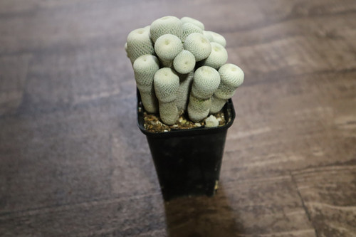 小人の帽子 小人の帽子 | CURiO