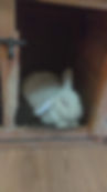 Big, White Rabbit