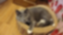 Gray Cat laying in a pet bed