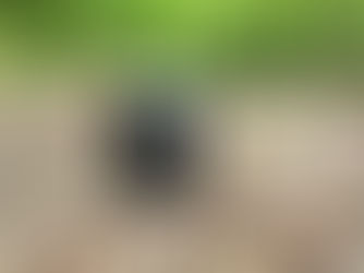 Patagonia MIIR Camp Cup pictured in forest; text on cup says: "Coffee first, then adventure"