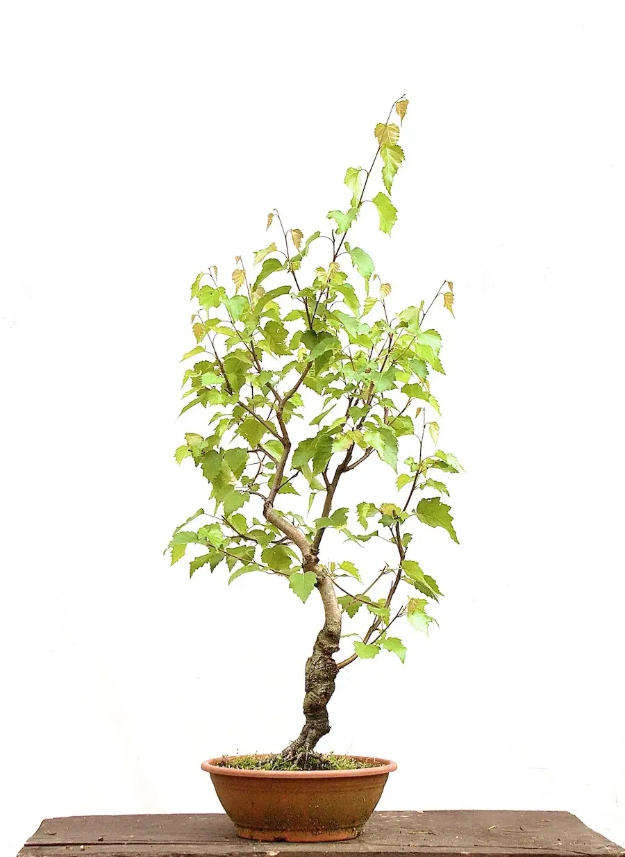 Miniaturbild: Hängebirke