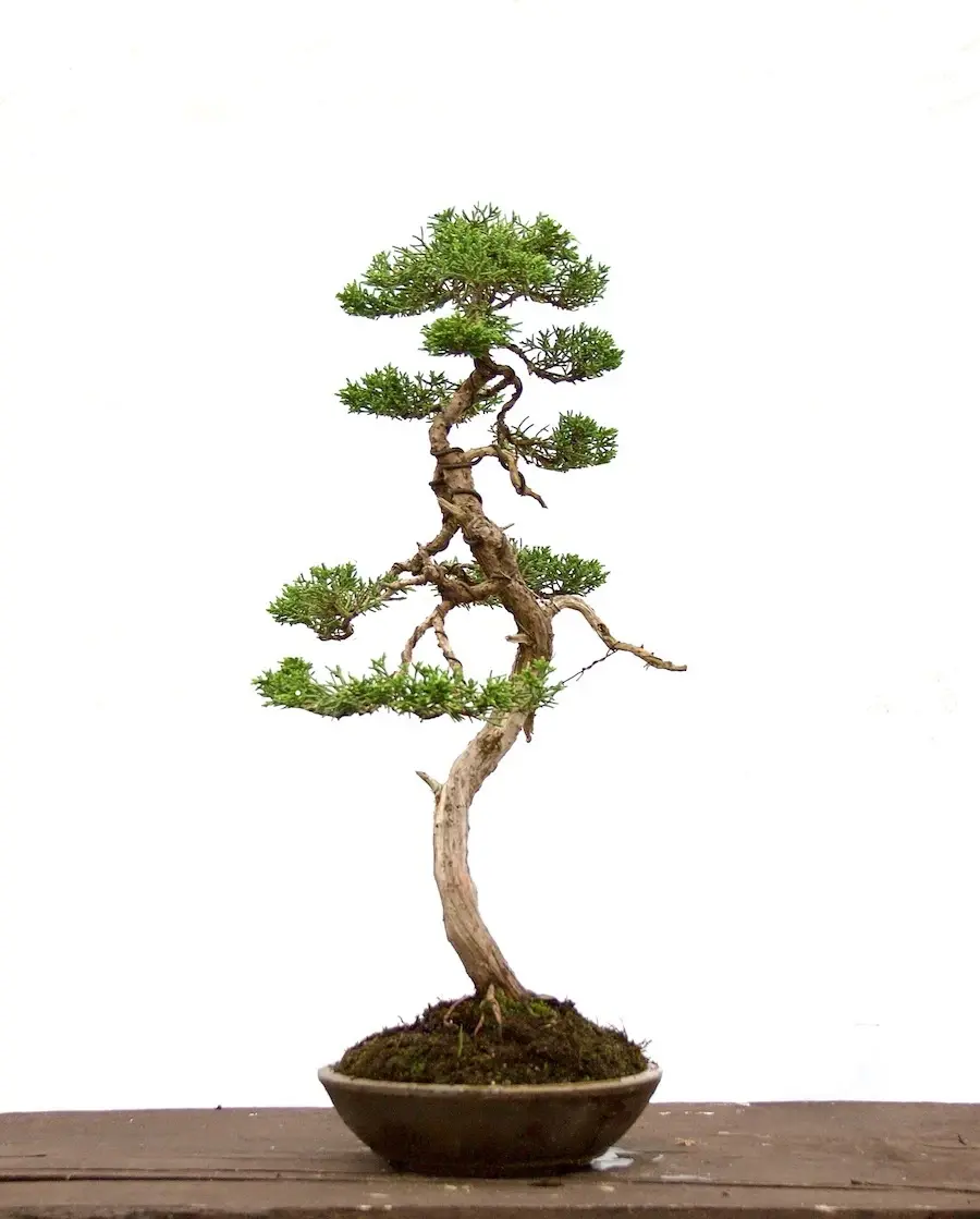 Miniaturbild: Chinesischer Wacholder
