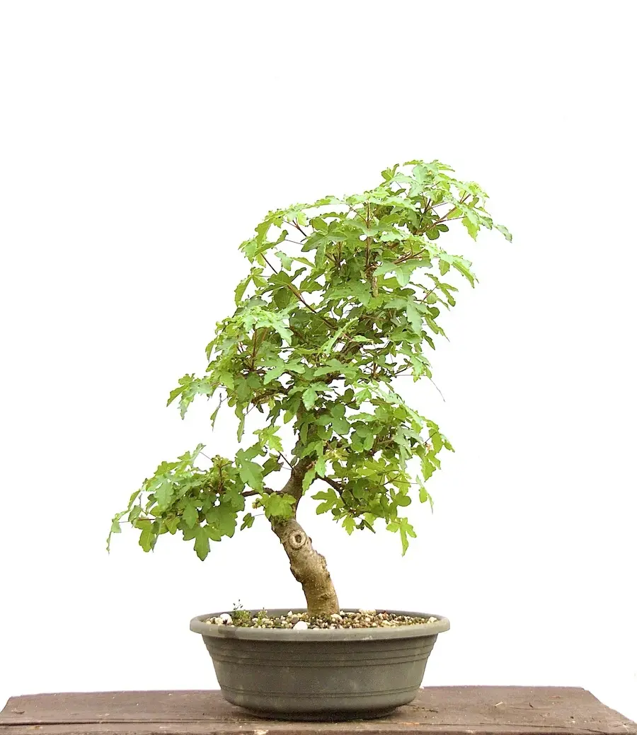 Miniaturbild: Feldahorn