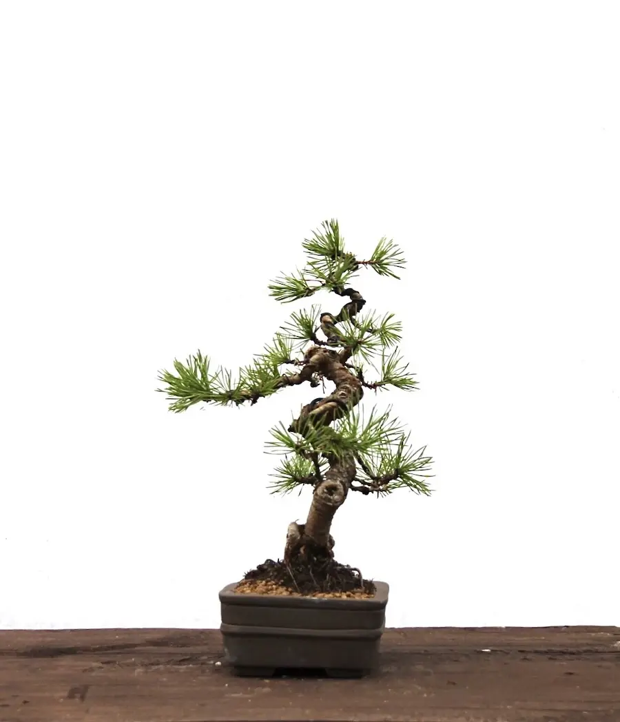 Miniaturbild: Waldkiefer