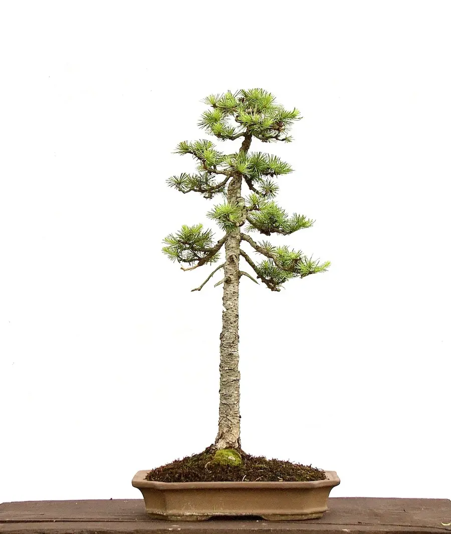 Miniaturbild: Japanische Lärche