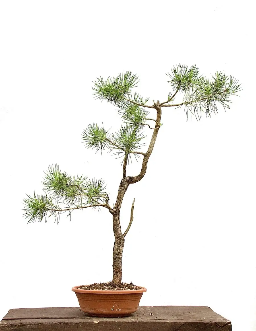 Miniaturbild: Waldkiefer
