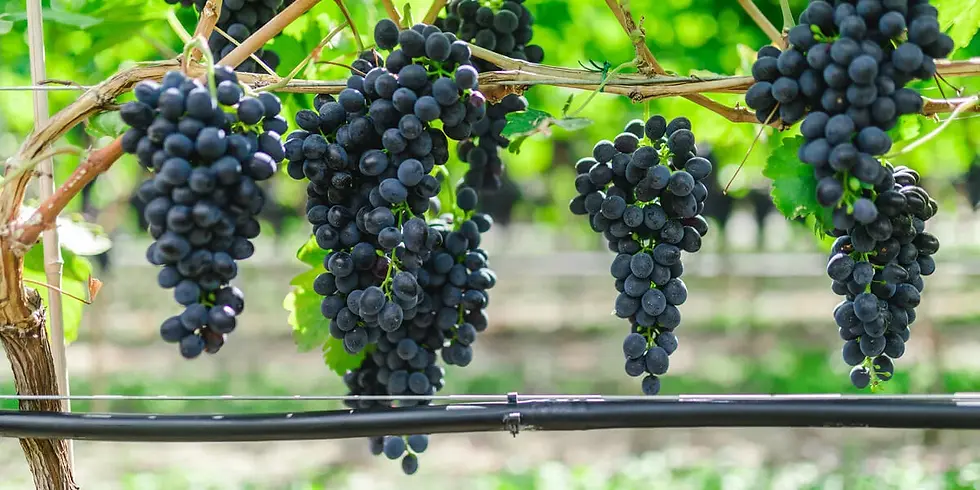 grapes-drip-sized.webp