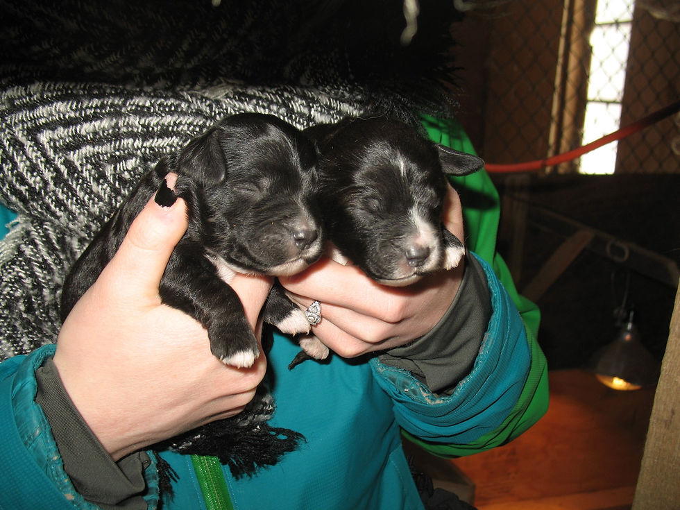 twins